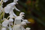 White fringed orchid